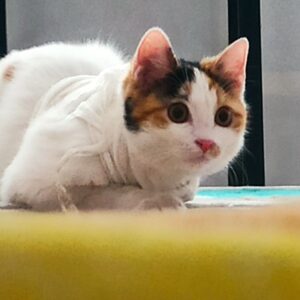 گربه dsh بازیگوش