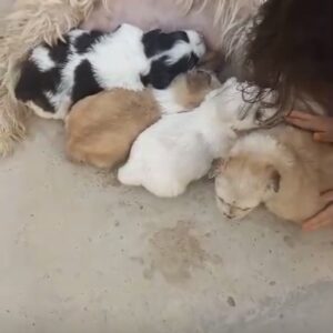 واگذاری سه تا توله سه تا چها ماهه