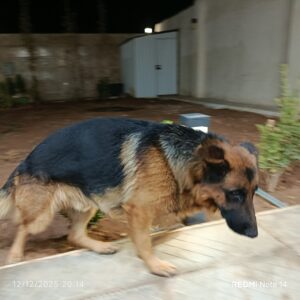 واگذاری سگ ژرمن