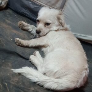 سگ اشپیتز گم شده