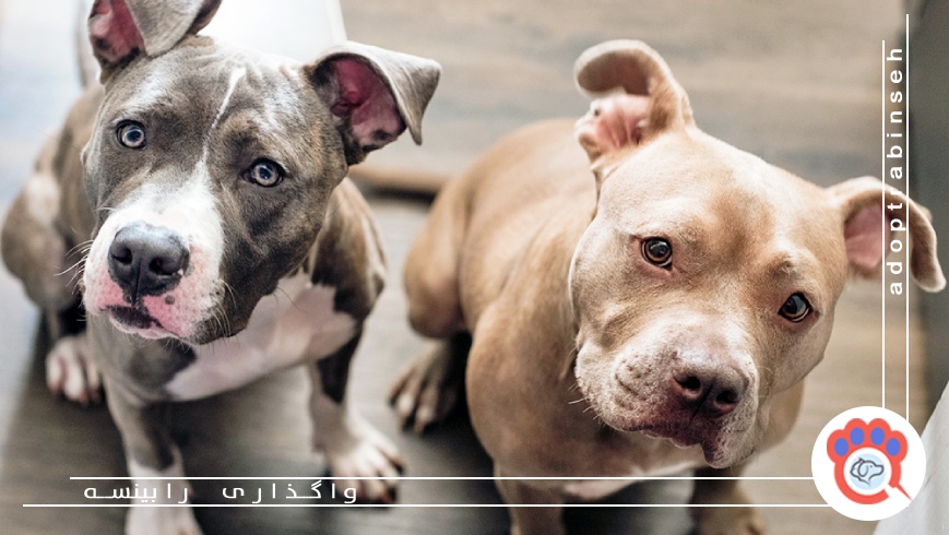 هوش حیوانات خانگی چقدر است؟