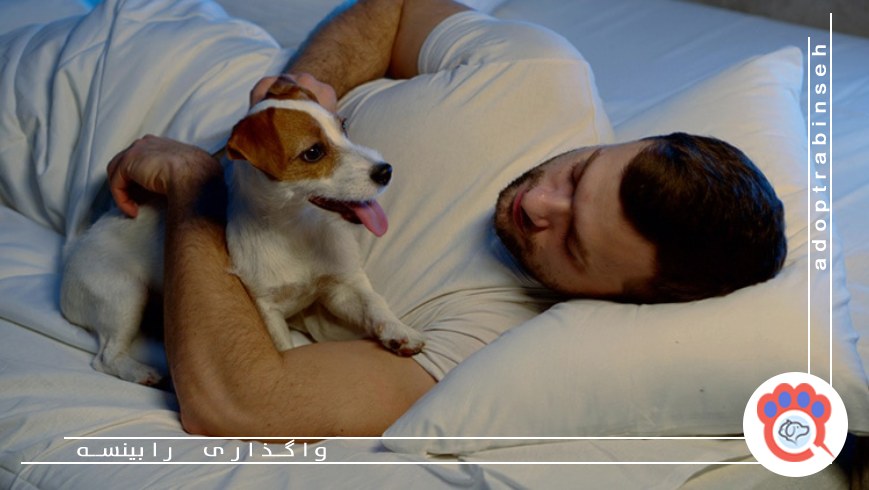 علت فعالیت حیوان خانگی در نیمه شب