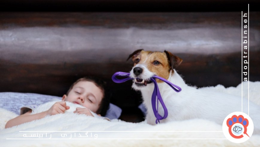 علت فعالیت حیوان خانگی در نیمه شب