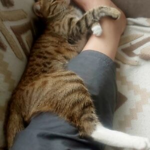 گربه گمشده بنام لوسی در اورمیه