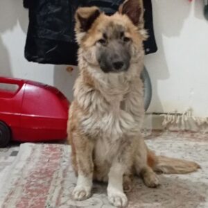 سگ پاکوتاه شیپر هاسگی