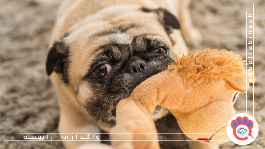 علت فعالیت حیوان خانگی در نیمه شب