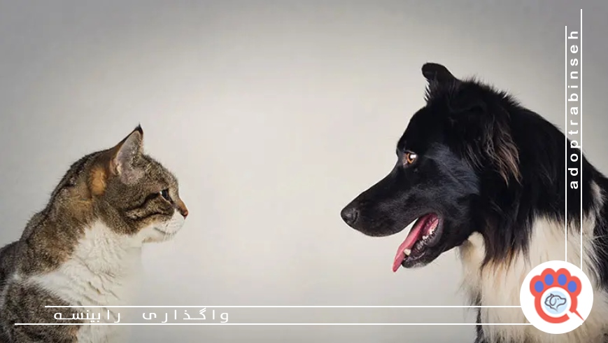 ارتباط عاطفی با صاحب؛ عامل مهم در رشد هوش حیوان