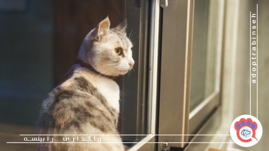 علت فعالیت حیوان خانگی در نیمه شب