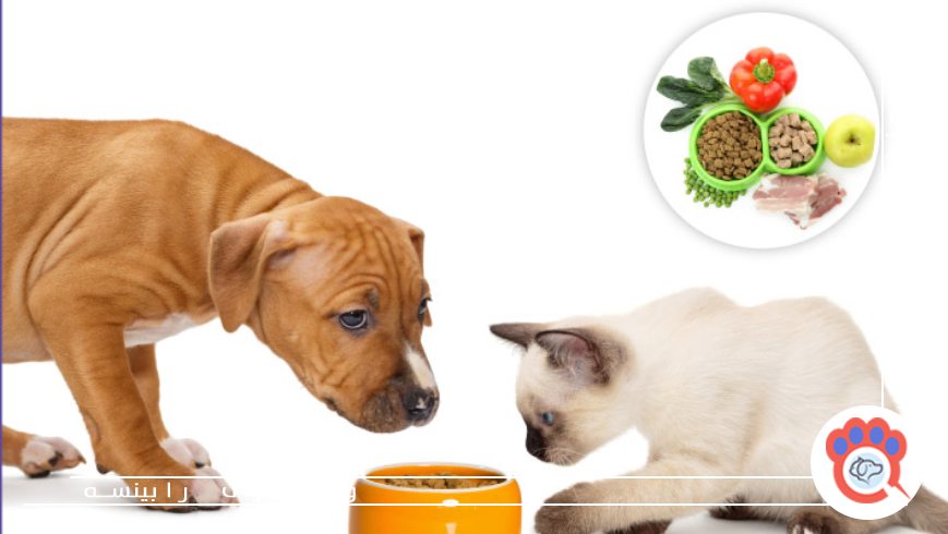 نقش پروتئین، ویتامینها و مواد معدنی در تغذیه حیوانات خانگی