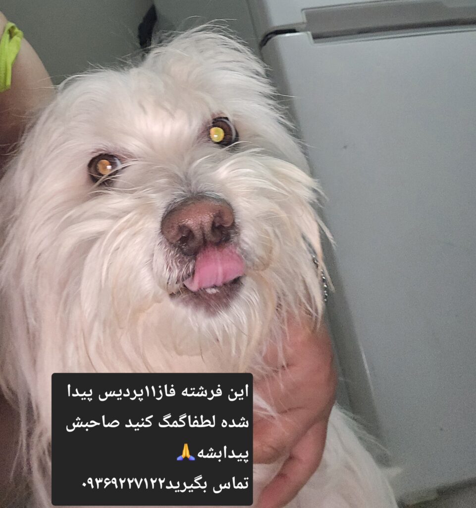 سگ پیداشده