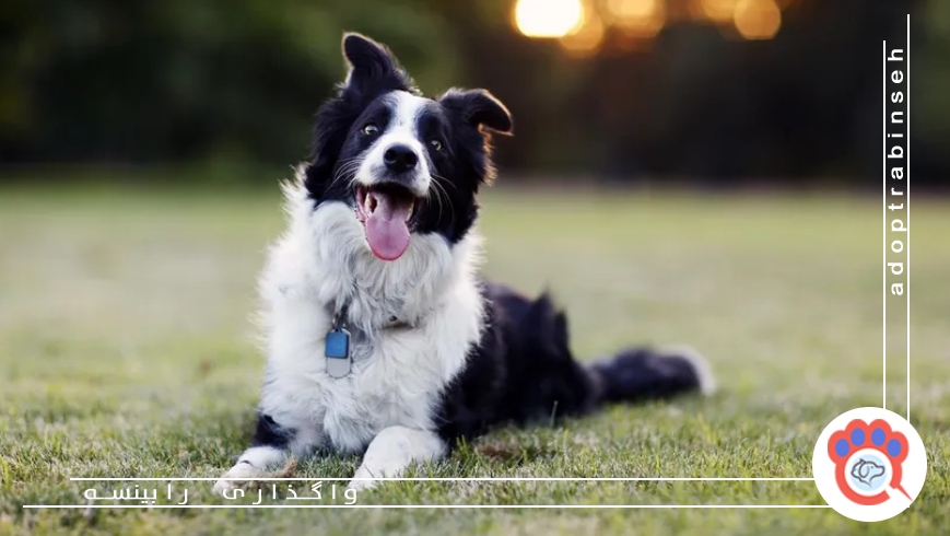 راهکارهای ساده برای افزایش هوش حیوان خانگی در خانه