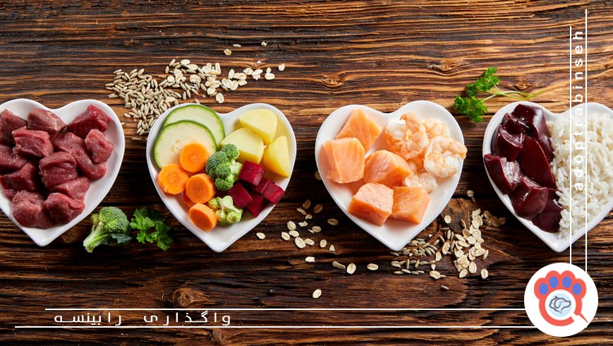 نقش دامپزشک در تنظیم برنامه تغذیه حیوانات خانگی