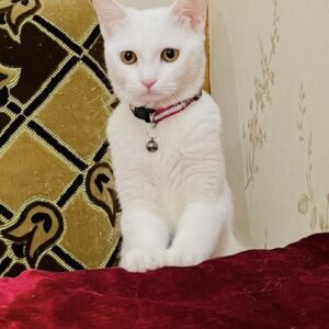 گربه سفید رنگ با قلاده صورتی و چشمان عسلی گم کردم