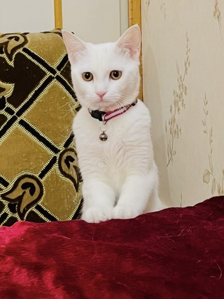 گربه سفید رنگ با قلاده صورتی و چشمان عسلی گم کردم