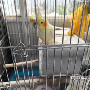 عروس هلندی و طوطی برزیلی