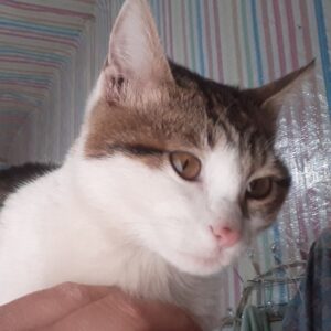 گربه گمشده درمراغه