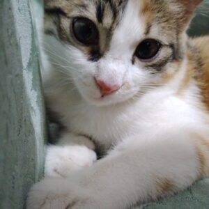 گربم گمشده