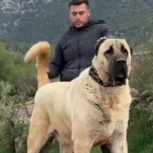 نگهداری سگ شما در منزل