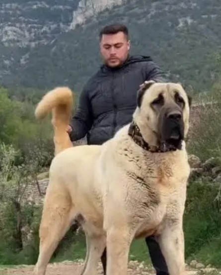 نگهداری سگ شما در منزل