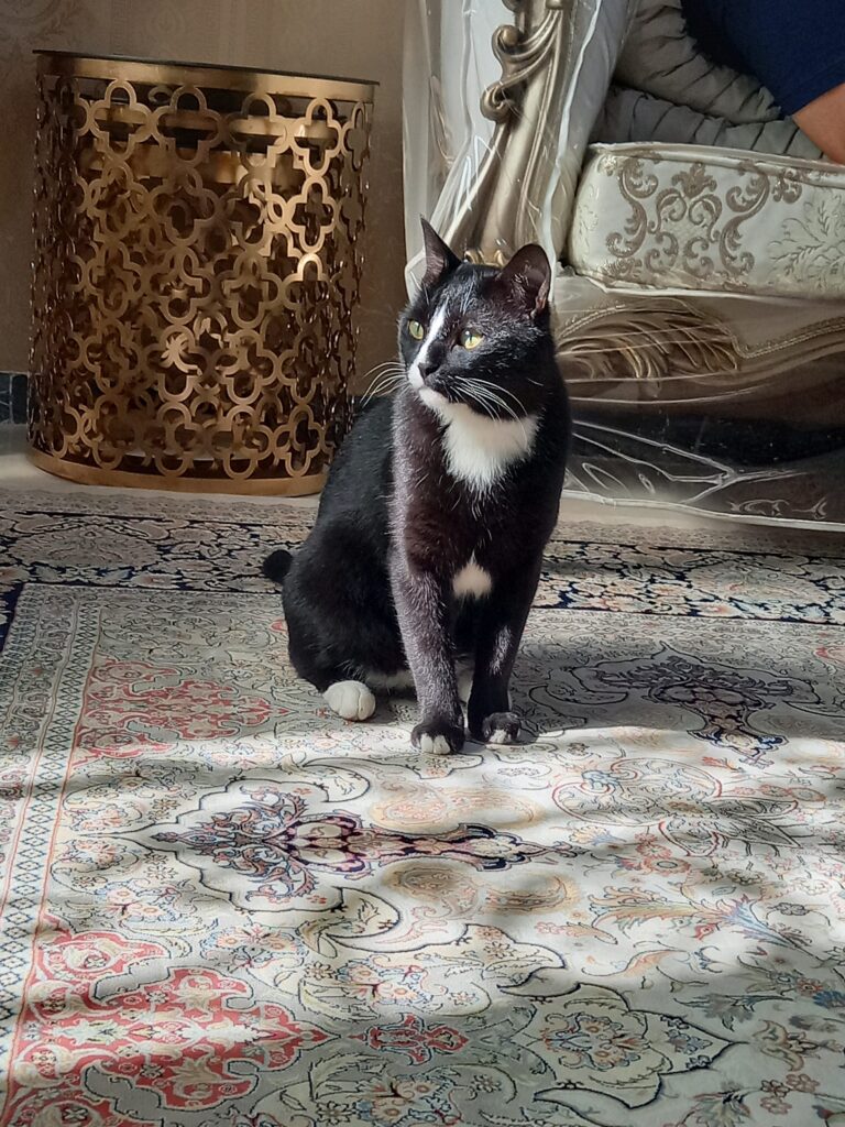 گربه گمشده