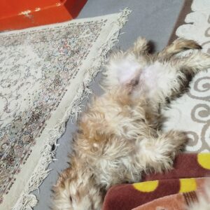 واگذاری سگ شیتزو