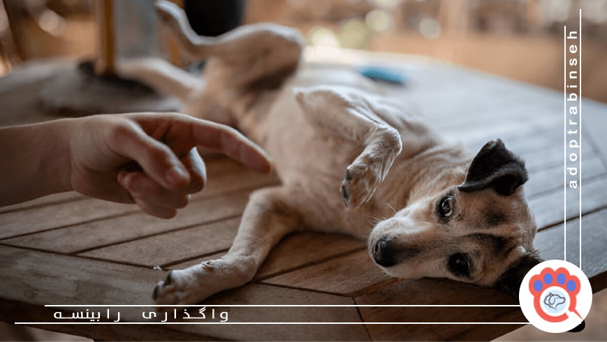 اشتباهات رایج در نگهداری از حیوانات خانگی