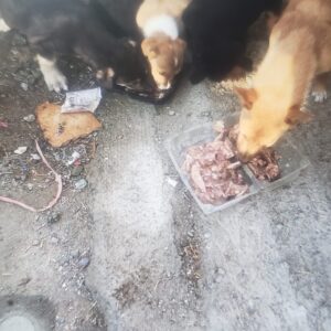 واگذاری ماده سگ پا کوتاه با ۳ توله میکس و یک توله خیابانی