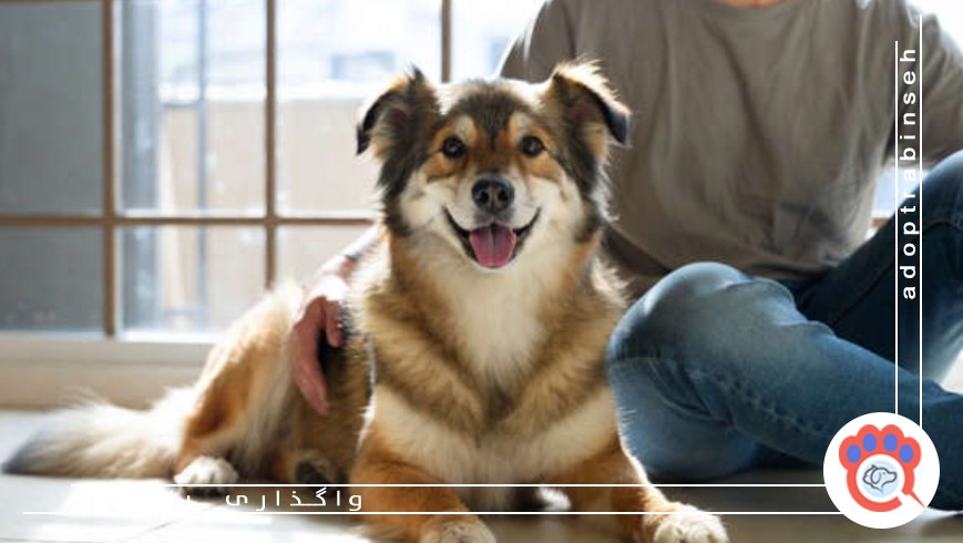 تغذیه نامناسب و استفاده از غذاهای انسانی برای حیوانات