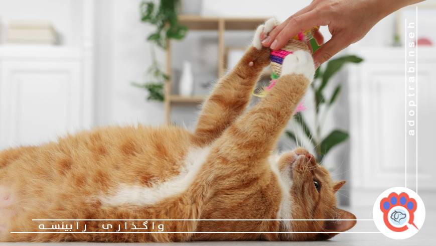 نادیده گرفتن نیاز گربه به بازی و تحرک