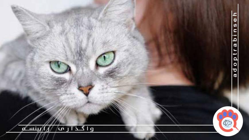 بیتوجهی به سلامت روان گربه