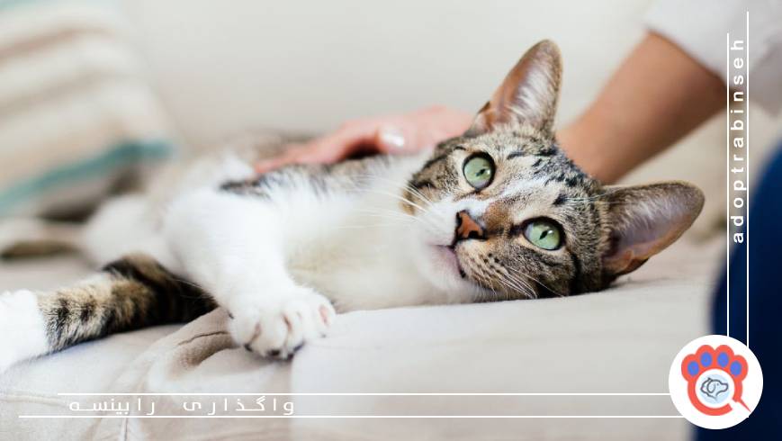 بیتوجهی به مراجعه منظم به دامپزشک