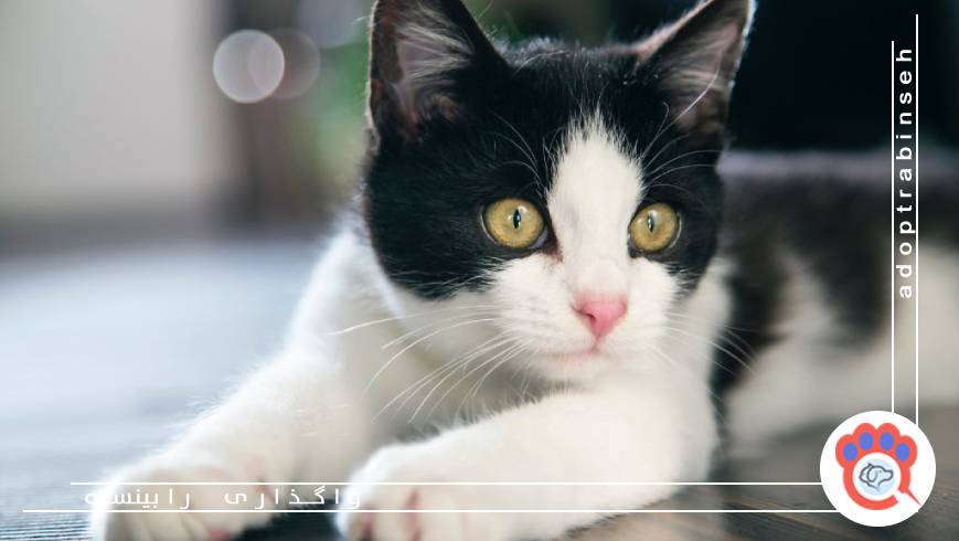 نداشتن آگاهی کافی قبل از نگهداری از گربه