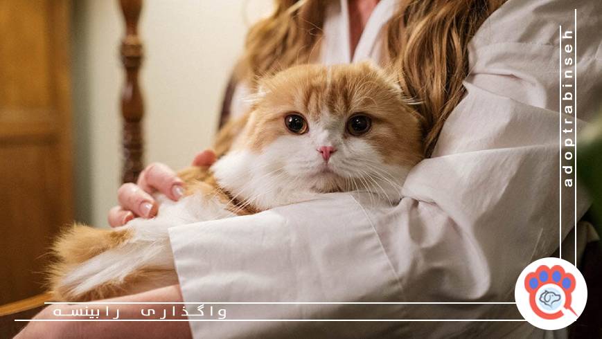 اشتباهات نگهداری از گربه ها؛ نکاتی که هر سرپرست گربه باید بداند