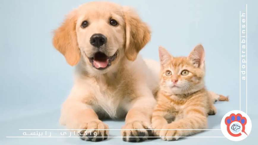 واکسیناسیون و پیشگیری از بیماریها