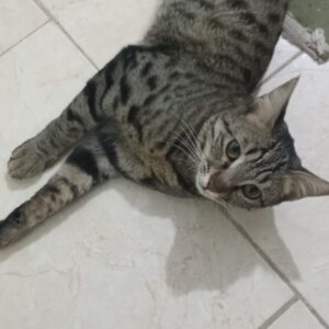 گربه ی DSH گمشده