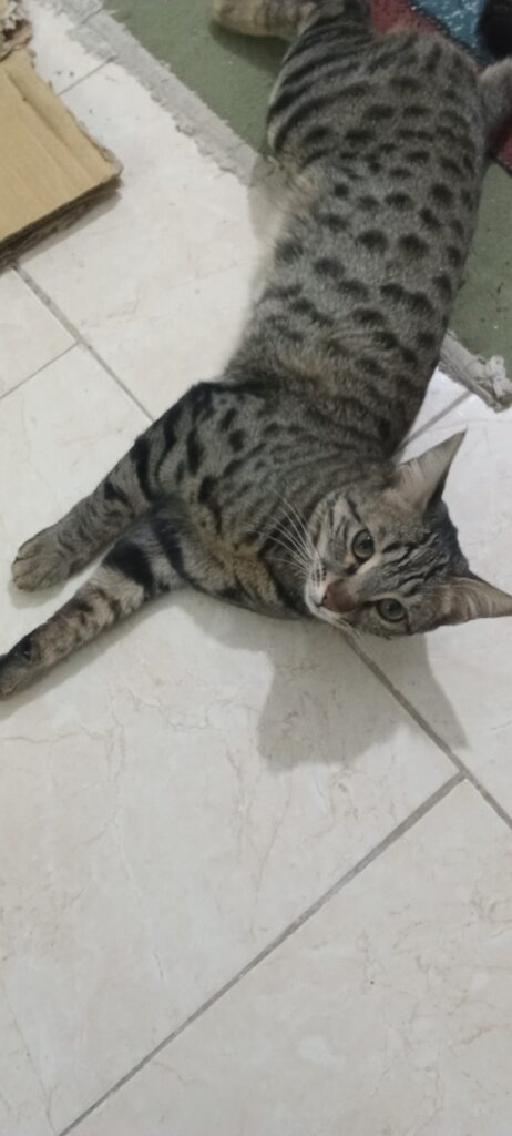 گربه ی DSH گمشده