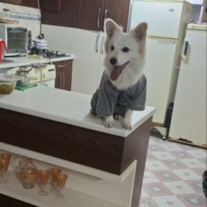 سگمو دزدیدن