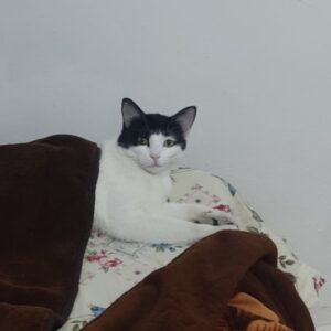 گربه گمشده
