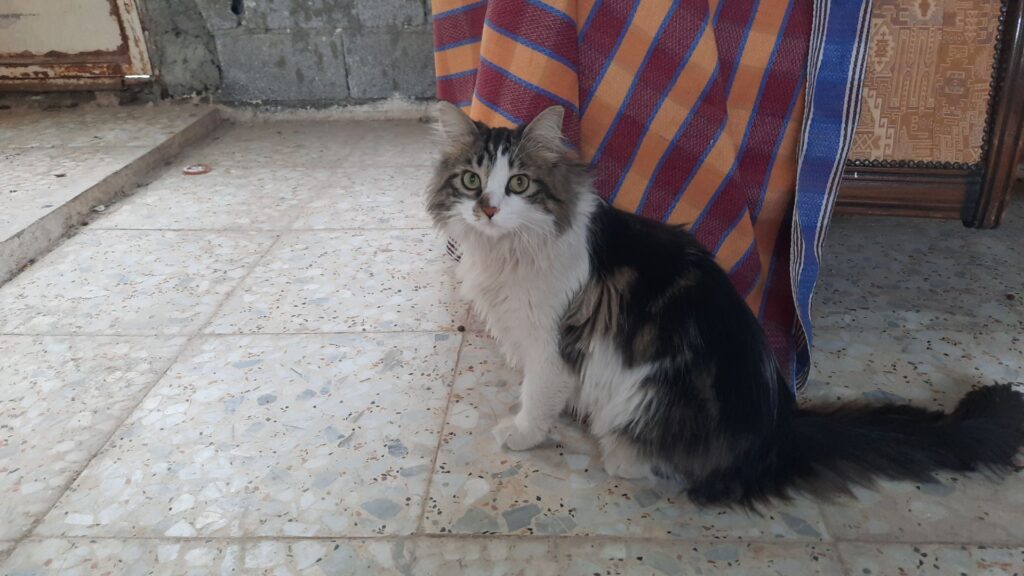 گمشده