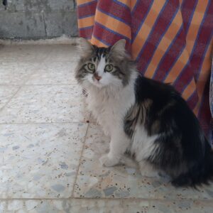 گمشده