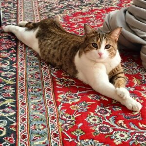 گربه گمشده