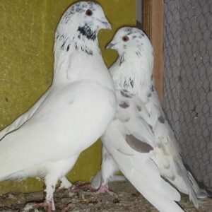 کبوتر پرشی