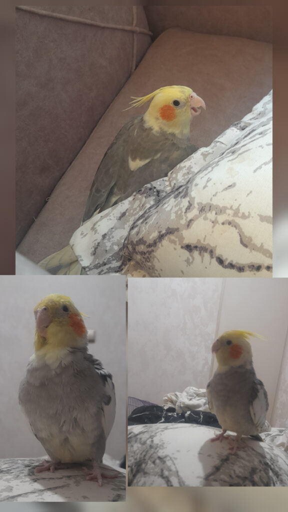 عروس هلندی گمشده