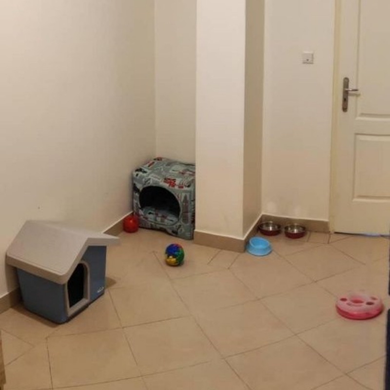نگهداری گربه در محیط کاملا خانگی و آزاد