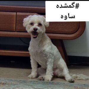سگ گمشده