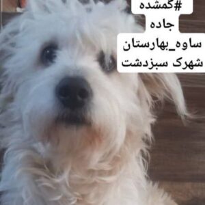 سگ گمشده