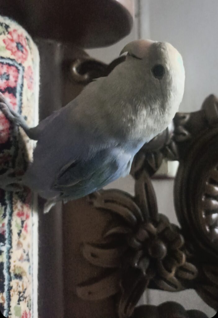 طوطی برزیلی گمشده