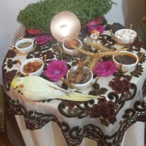 عروس هلندی لوتینو زرد