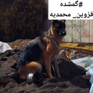 سگ گمشده
