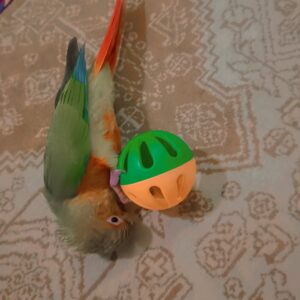 طوطی گرینچیک